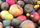 Smagfulde æblesorter - En guide til at kende forskellene